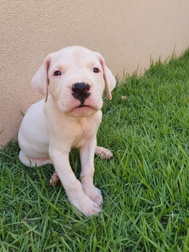 Dogo Argentino Padrao Cbkc