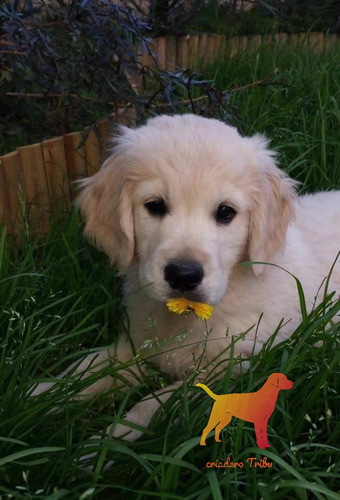 Cachorros Golden Retriever Criados En Campo. Criadero Tribu