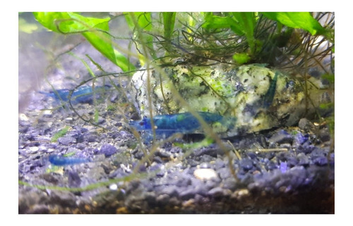 Imagen 3 de 10 de Camaron Blue X 10 Gambas Azules Neocaridina Fotos Reales!!!!