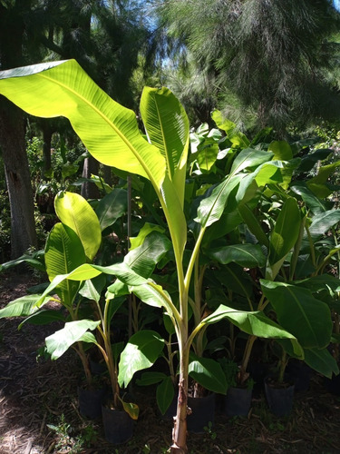 Imagen 3 de 10 de Banano Frutal Grande Adulto - Hermoso E/caba Y Gba
