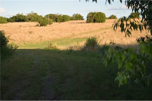 Campo - Venta- Tarariras, Colonia