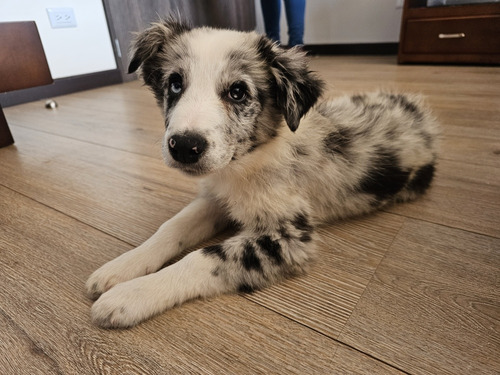 Border Collie 4 Meses