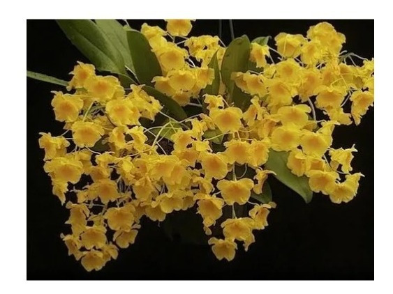 Orquidea Dendrobium Amarela | MercadoLivre 📦