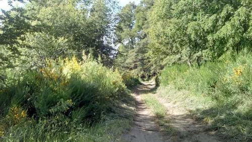 Imagen 13 de 28 de Grupo Patagonia Vende 4.2 Hectáreas (todos Los Servicios Instalados Y Costa De Arroyo). Sobre Camino A Valle Escondido -club De Campo-, San Martín De Los Andes, Patagonia Argentina