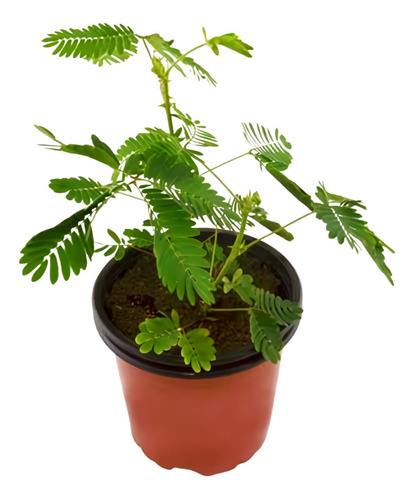 Planta  Comprar Mimosa Online