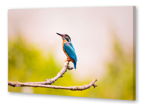 Cuadro Canvas Aves Colibri Parado En Una Rama Hermoso