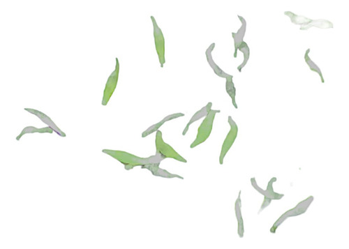 Semillas De Orquídeas Invitroorquid ®