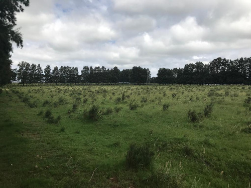 Campo De 30 Hás Próximo A Km 73 De Ruta 9 , Destino Turistico O Producción.