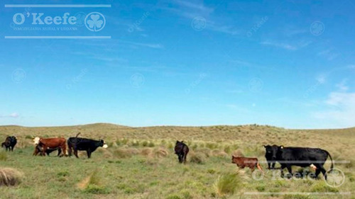 Campo En Venta De 27950 Has En Gral Alvear Mendoza. Armada Para Cria/recria