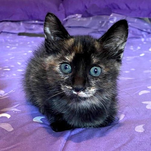 Gatas Atigradas Bebes En Adopcion Conjunta Marrón