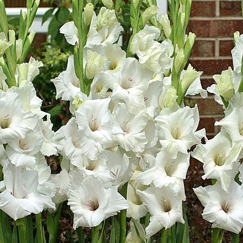 Bulbos De Flores | Gladíolos Brancos | 90 Unidades | Frete grátis