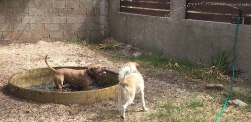 Imagen 4 de 10 de Hotel, Guardería Y Alojamiento De Perros