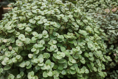 Muda De Callisia Repens Dinheiro Em Penca Tostão + Vaso Verde