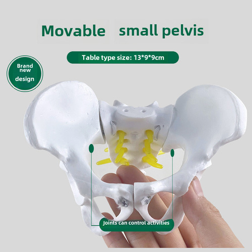 Mini Pelvis Interactiva Con Músculos Pélvicos Movibles