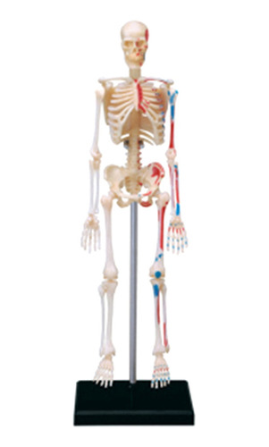 Modelo De Esqueleto Del Cuerpo Humano Extraíble Para La Educ