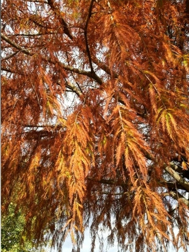 Ciprés De Los Pantanos, Taxodium Distichum 10lts