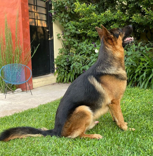 Servicio Ovejero Aleman - Busco Novia - Busco Hembra - Monta