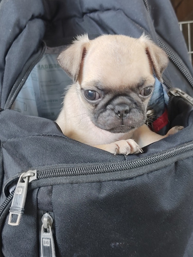 Pug Carlino