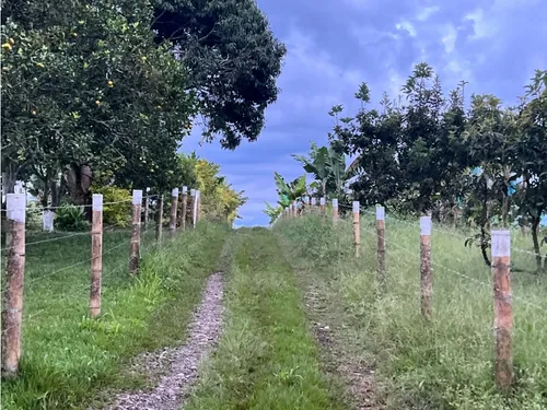 Venta Finca Montenegro Via Quimbaya - 8.5 Cuadras