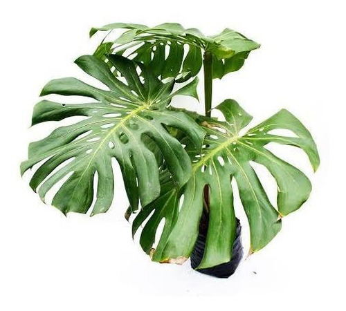 Monstera Deliciosa Costilla De Adán Planta De Interior