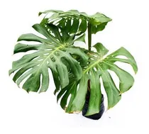 Comprar Monstera Deliciosa Costilla De Adán Planta De Interior