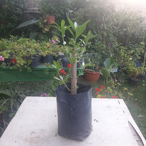 Laurel De Jardin 3 Litros Adelfa Flor Romano Baladre