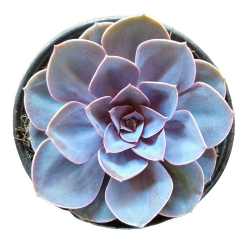Echeveria Perle Von Nuremberg 30 Pzas Envio Dhl