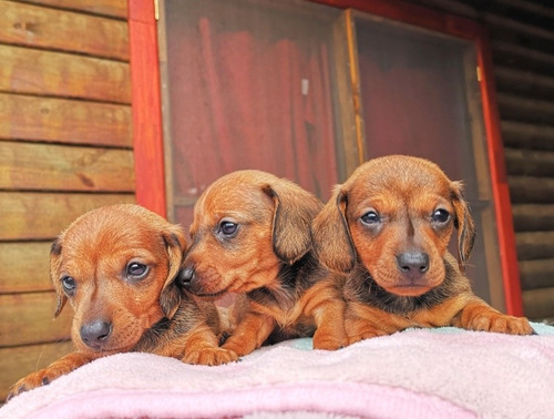 Hermosos Dachshund Miniatura Finos