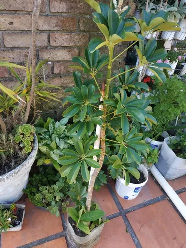 Planta Schiflera Lisa Grande 1,60 Mts. Aprox
