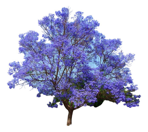 Jacaranda Mimosifolia 1,60m Los Mejores! Z/ Floresta