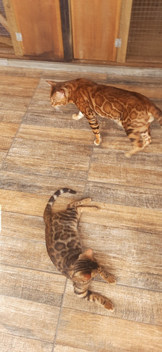 Filhotes De Gatos Bengals Importados