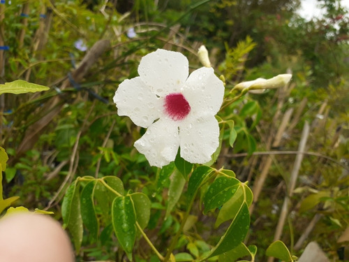 Imagen 4 de 5 de Dipladenia, Jazmín Chileno, Jazmín De Chile, Mandevilla 5lts