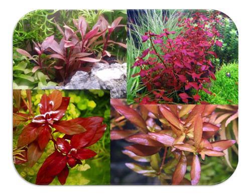 Pack De Plantas Rojas Para Acuario X  4 Especies 