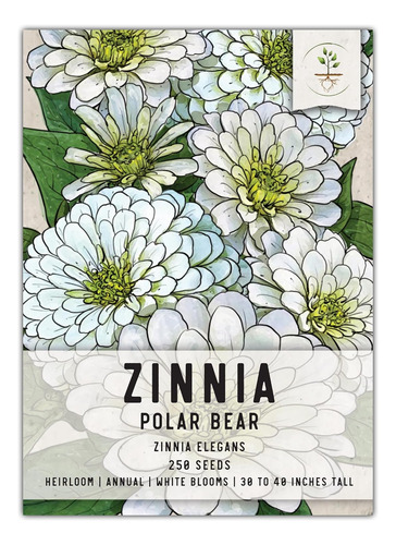 , Polar Bear White Zinnia Seeds  250 Semillas De Flores Tra