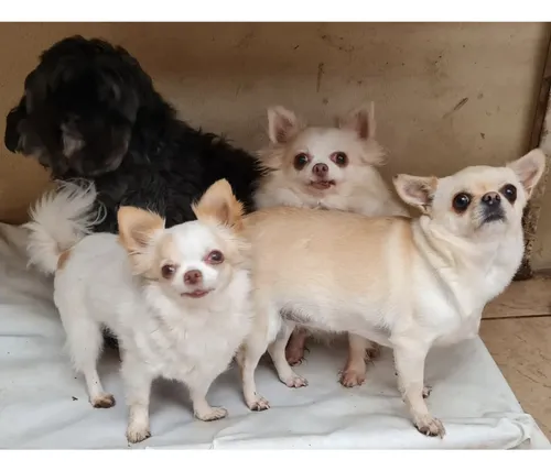 Guardería Canina, Sin Cañiles Ni Jaulas. Del Viso
