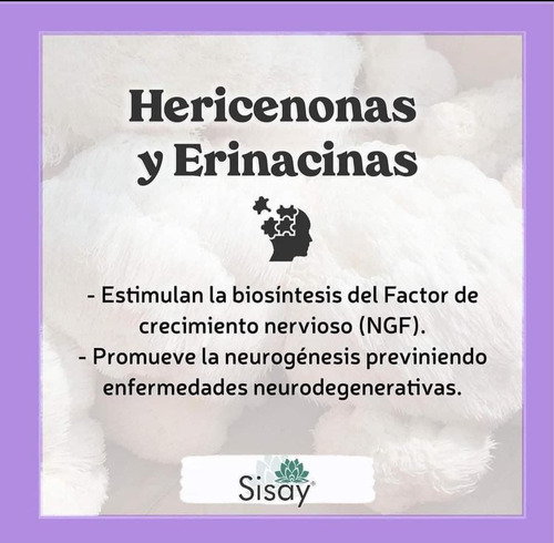 Melena De León Y Ganoderma, Sisay