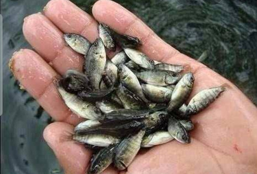 Alevines De Tilapia (Usado)
