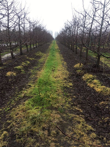 Agrícola En Venta En Molina