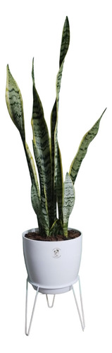 Sansevieria/espada De San Jorge Maceta Premium Pie De Hierro