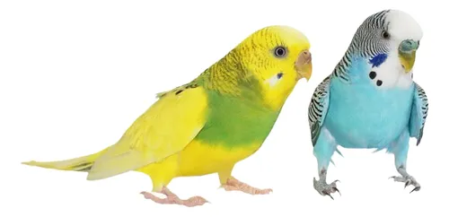 Pericos Australianos Pareja