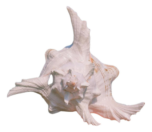 Adorno De Concha De Caracol Para Acuario, 17 A 19 Cm