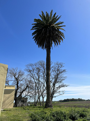 Chacra 5 Has, Colonia