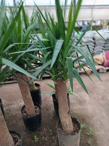 Yuca Gloriosa - Tropical Grande 180cm. E.gratis Amba