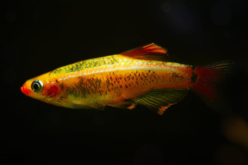 Tetra Tanicts Gold - (tanichthys Albonubes) Pact C/ 5
