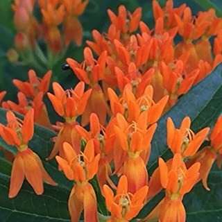 Butterflyweed Semillas Bolas (asclepias Tuberosa) Bulk Bomba