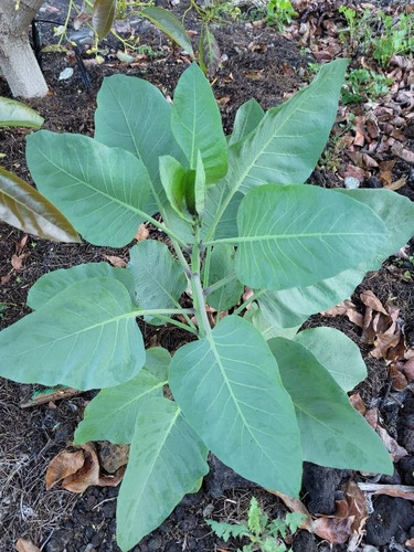 Arbolitos De Palán Palán (nicotiana Glauca Graham)