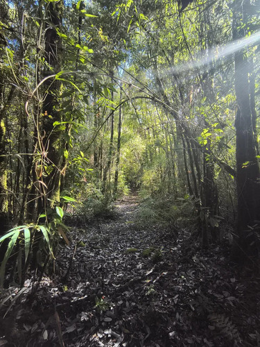 1 Hectárea En Chiloé - Bosque Renoval Cerca De Castro