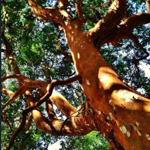 Semillas Arrayán (luma Apiculata)