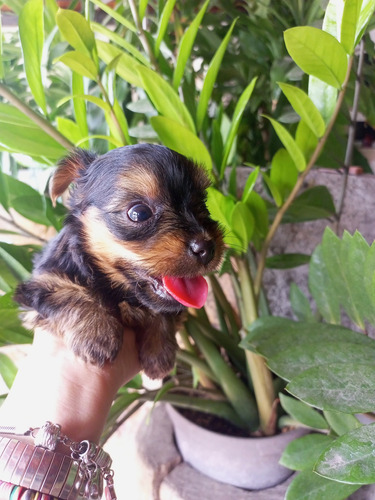 Yorkshire Hembra Mini