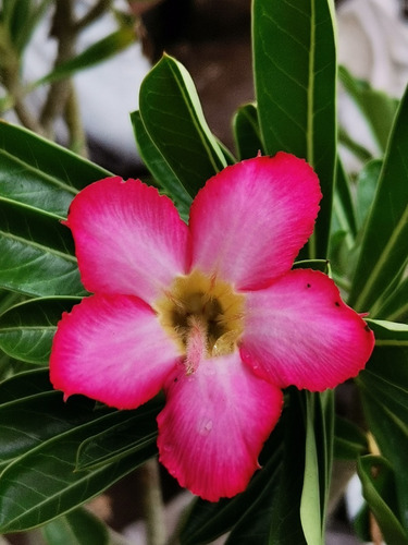 Imagen 6 de 10 de Adenium Bonsai 4 Años De Edad